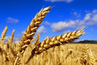 В 2024 году госмониторинг осуществляется только для пшеницы