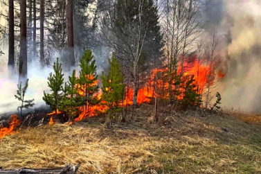 С 1 марта 2023 года на землях лесного фонда введен пожароопасный сезон
